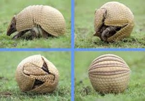 prevencion-y-Salud-Armstrong-y-Region-