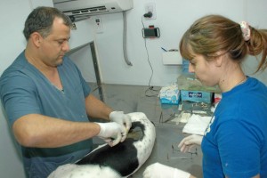 castracionesnoviembre