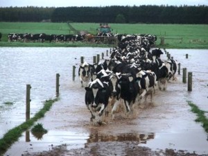 Vacas-inundadas-