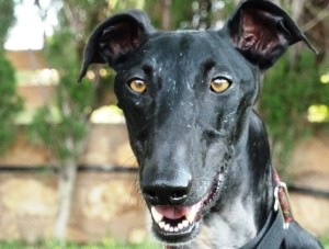 galgo-negro-