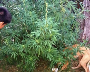 AllanamientosBouquet2