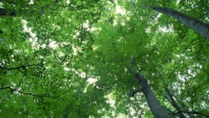 copas2.jpg_1305449671