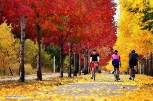(121002) -- SAINT PAUL, octubre 2, 2012 (Xinha) -- Ciclistas transitan por un carril de bicicletas por la carretera Shepard cerca del centro de la ciudad de Saint Paul, Minnesota, Estados Unidos de América, el 1 de octubre de 2012. (Xinhua/Elizabeth Flores/Minneapolis Star Tribune/ZUMAPRESS) (jg) (sss)