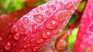 hojas-rojasx-rocio-en-una-hoja-210539.jpg_1305449671