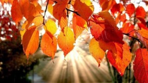 otoño-Armstrong-y-Region-