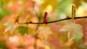 hojassecandose.jpg_1305449671