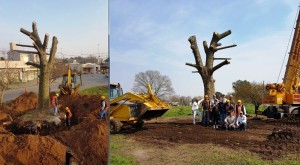 arbol-armstrong-y-region-