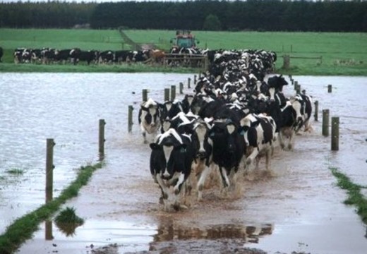 Santa Fe está perdiendo 1,2 millón de litros de leche al día por la inundación.