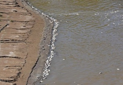 Miles de peces muertos en el río Carcaraña.