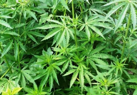 La OMS quiere retirar el cannabis de la lista de drogas peligrosas.