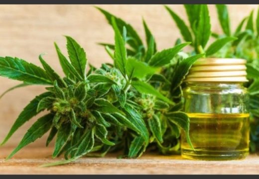 Legalizaron el autocultivo de cannabis para uso medicinal y el expendio de aceites en farmacias.