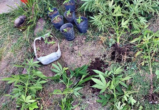 En allanamiento en Villa Eloísa secuestran 16 plantas de marihuana.