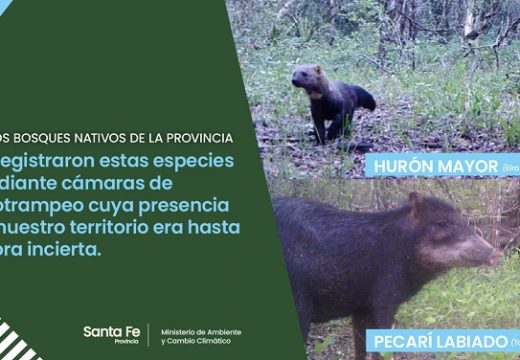 Se registraron dos especies animales nunca antes vistas en la provincia.