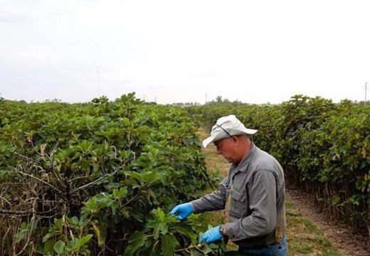 En Las Rosas, higos y manzanas.