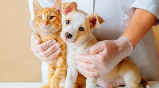 Armstrong. Vacunación antirrábica gratuita.