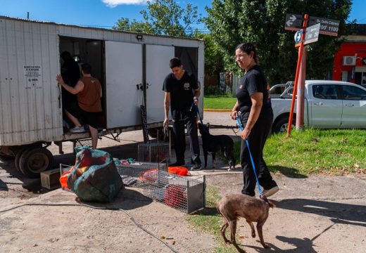 Armstrong. Sesenta y dos castraciones en la primera jornada del año.