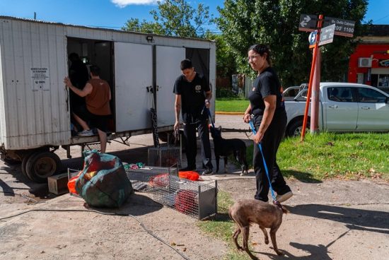 Armstrong. Sesenta y dos castraciones en la primera jornada del año.